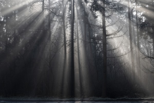 Rays of light in the forest, Emsland, Lower Saxony, Germany, Europe