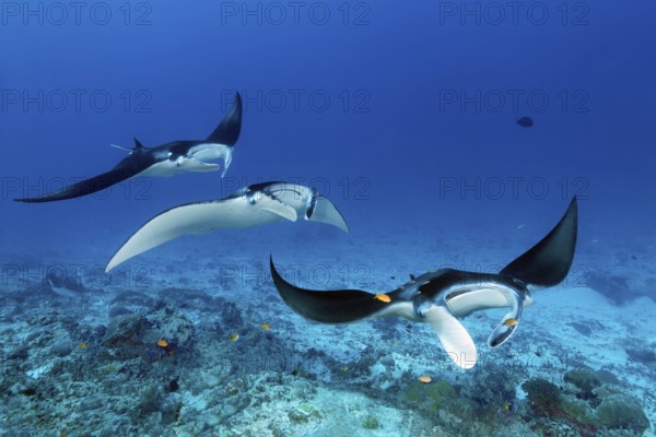 Three reef manta rays (Mobula alfredi), stingrays or whiptail rays (Dasyatidae), rays, swim one behind the other over the cleaning station at the reef channel, Great Barrier Reef, Unesco World Heritage Site, Coral Sea, Coral Sea, Pacific Ocean, Cairns, Queensland, Australia, Oceania