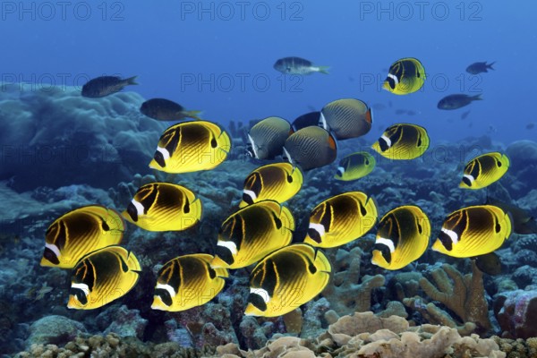 School of crescent butterflyfish Chaetodon lunula) swimming over coral reef, reef top, Great Barrier Reef, Great Barrier Reef, Unesco World Heritage Site, Coral Sea, Coral Sea, Pacific Ocean, Cairns, Queensland, Australia, Oceania