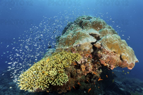 Coral block with fish warm Blue coral (Leptojulis cyanopleura), juvenile form, Acropora coral (Acropora selago) in front, Porites coral, (Porites lobata), stony coral, Great Barrier Reef, Unesco World Heritage Site, Coral Sea, Coral Sea, Pacific, Cairns, Queensland, Australia, Oceania