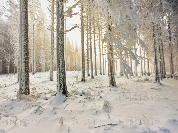 Forest in the snow and hoarfrost, Horben, Beinwil, Freiamt, Canton Aargau, Switzerland, Europe