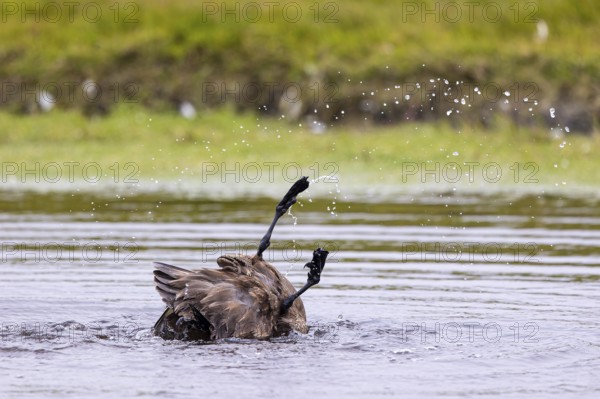 Great skua or skua (Stercorarius skua) bathing in a small pond, Shetland Islands, Great Britain