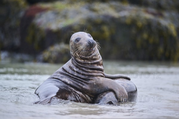 Grey seal (Halichoerus grypus) playing with each other in the water, sea, Düne, Helgoland, Schleswig-Holstein, Germany, Europe