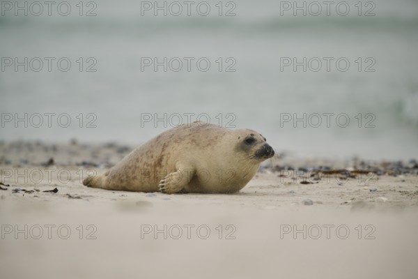 Grey seal (Halichoerus grypus) lying on the beach, Düne, Helgoland, Schleswig-Holstein, Germany, Europe