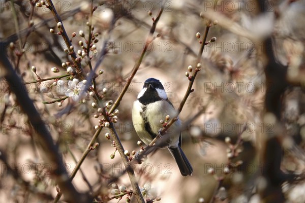 Great tit (Parus major), tree blossom, end of March, Germany, Europe