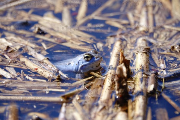 Male blue moor frog in the mating season, March, Saxony, Germany, Europe