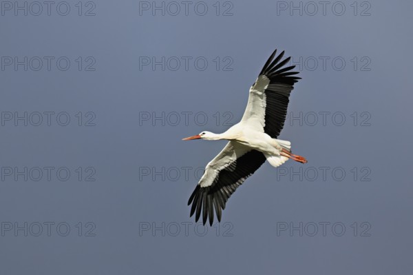 White stork (Ciconia ciconia), in flight, Switzerland, Europe