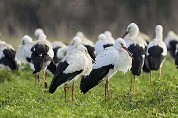 White storks (Ciconia ciconia), large flock standing in a meadow, Flachsee, Canton Aargau, Switzerland, Europe