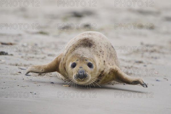Grey seal (Halichoerus grypus) walking on the beach, Düne, Helgoland, Schleswig-Holstein, Germany, Europe