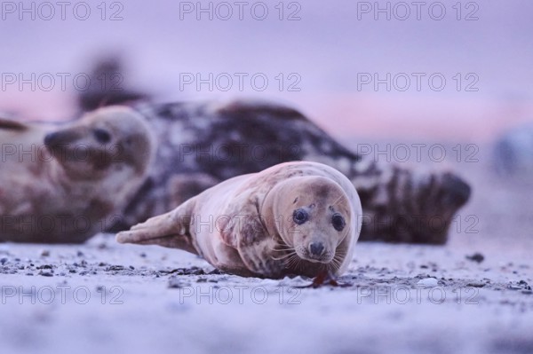 Grey seal (Halichoerus grypus) lying on the beach at sunset, Düne, Helgoland, Schleswig-Holstein, Germany, Europe