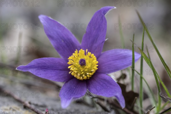 Pasque flower (Pulsatille vulgaris), Emsland, Lower Saxony, Germany, Europe