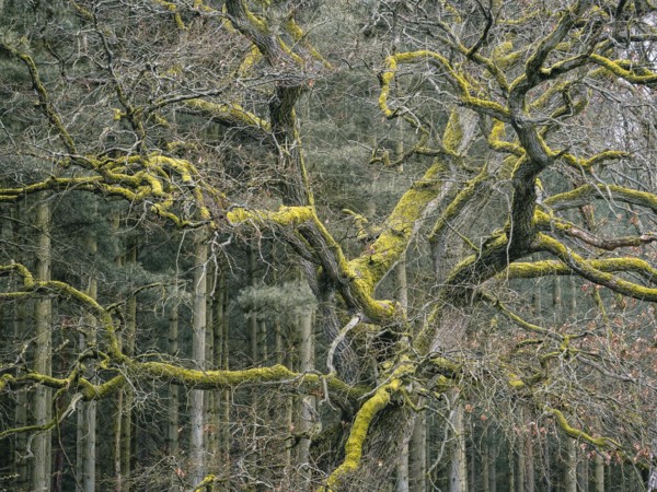 An oak overgrown with moss, Müritz National Park, Mecklenburg-Western Pomerania, Germany, Europe
