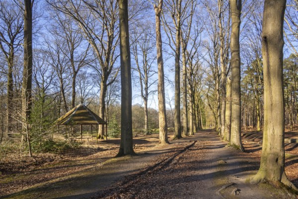 Drongengoedbos in spring, largest forest in East Flanders at Ursel near Knesselare, Aalter, Belgium, Europe