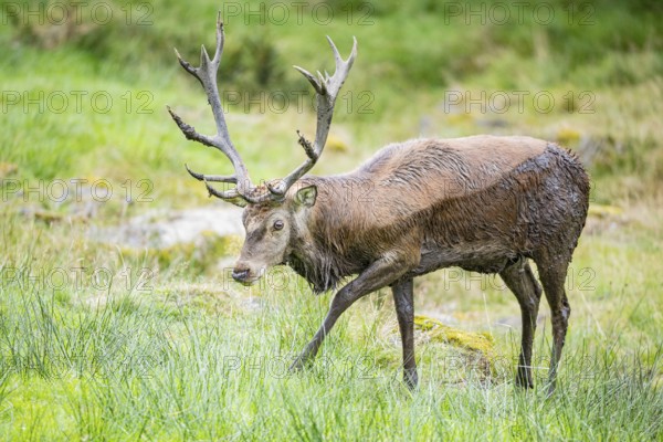 Red deer (Cervus elaphus) Rutting behaviour captive Germany