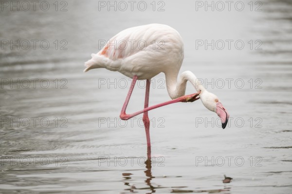Greater Flamingo (Phoenicopterus roseus) standing in the water, captive, Germany, Europe