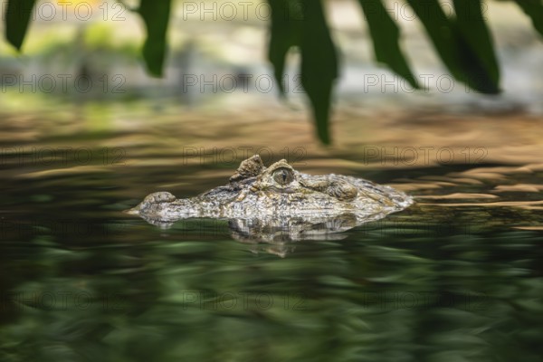 Saltwater crocodile (Crocodylus porosus) swimming in the water, captive