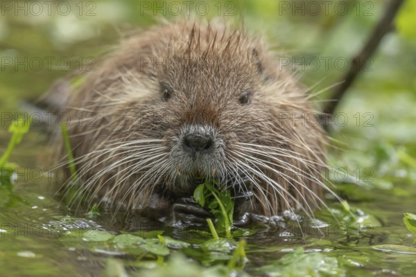 A small brown animal with a long snout is eating grass in a pond. It has a long tail and is partially submerged in the water. Nutria, coypu (Myocastor coypus) . Bas Rhin, Alsace, France, Europe