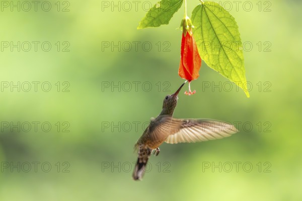 Long-billed Shadow Hummingbird (Phaethornis longirostris), Hummingbird (Trochilidae), Swiftbirds (Apodiformes), Laguna del Lagarto Lodge, Alajuela, Costa Rica, Central America
