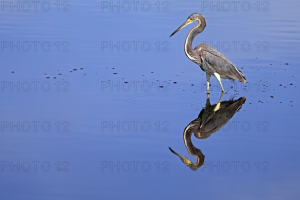 Tricoloured Heron (Egretta tricolor), adult, in the water, foraging, Merritt Island, Black Point Wildlife Drive, Florida, USA, North America
