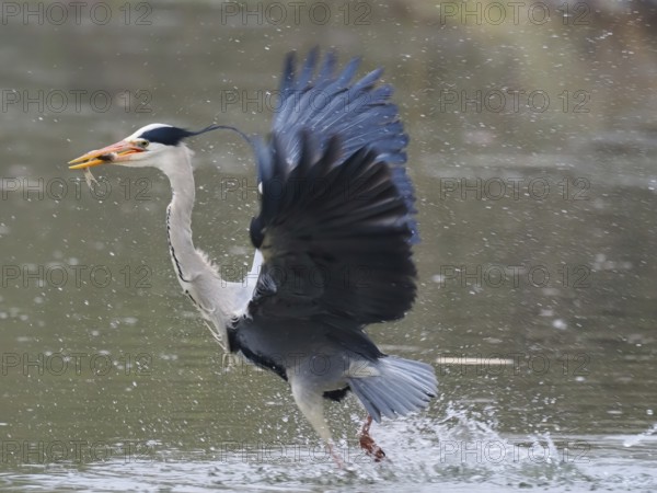 A grey heron (Ardea cinerea) spreads its wings while walking in the water and holding a fish in its beak, Hesse, Germany, Europe
