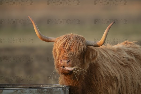 Highland cattle or cow (Bos taurus taurus) adult farm animal eating hay from a trough, England, United Kingdom, Europe
