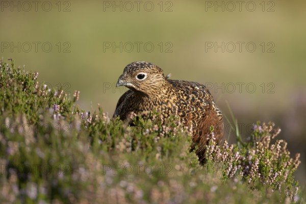 Red grouse (Lagopus lagopus scotica) adult bird in flowering moorland Heather plants in summer, Yorkshire, England, United Kingdom, Europe