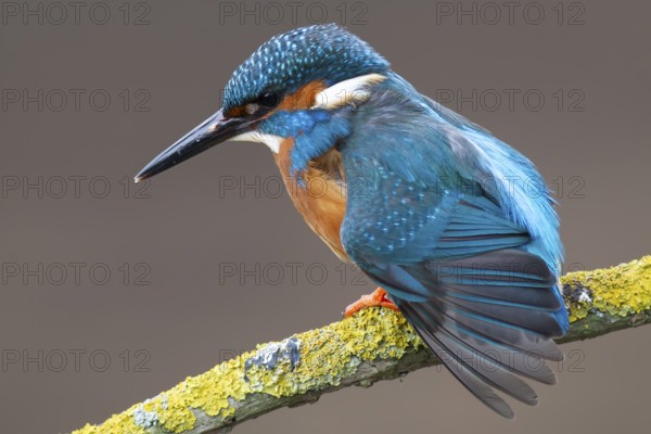 Common kingfisher (Alcedo atthis) adult male bird stretching its wing on a tree branch, England, United Kingdom, Europe