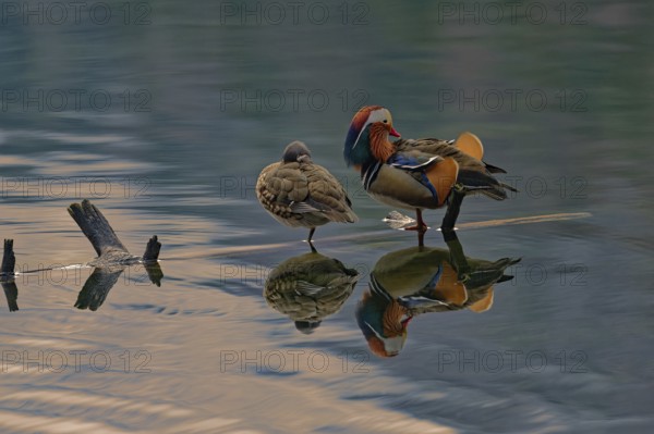 Mandarin ducks (Aix galericulata), pair, resting on tree trunk, reflection, Hechtsee, Kufstein, Tyrol, Austria, Europe