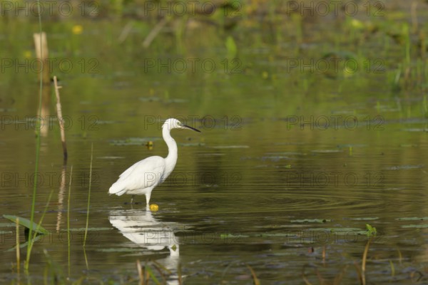 Little Egret (Egretta garzetta), water, Lower Austria