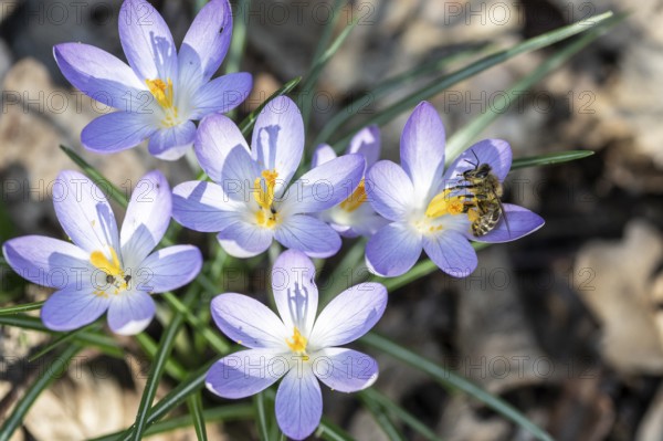 Elfin crocus (Crocus tommasinianus) with honey bee (Apis mellifera), Emsland, Lower Saxony, Germany, Europe