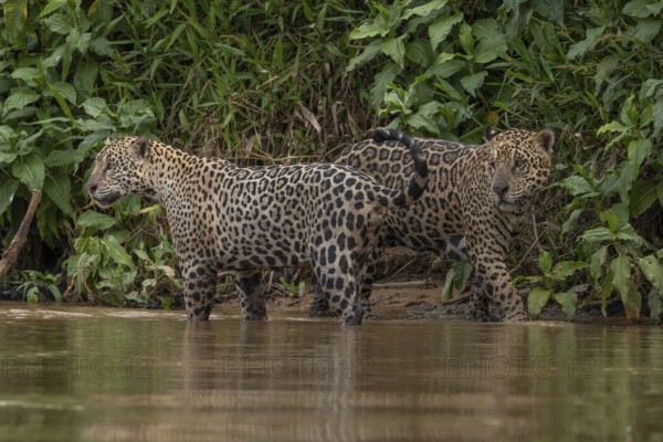Jaguar (Panthera onca), 2 males on the bank, Pantanal, Brazil, South America