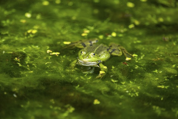Edible frog (Pelophylax esculentus) in a little lake in the water, Bavaria, Germany, Europe