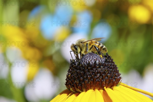 European honey bee (Apis mellifera), collecting nectar from a yellow coneflower (Echinacea paradoxa), close-up with bokeh in the background, macro photograph, Wilnsdorf, North Rhine-Westphalia, Germany, Europe
