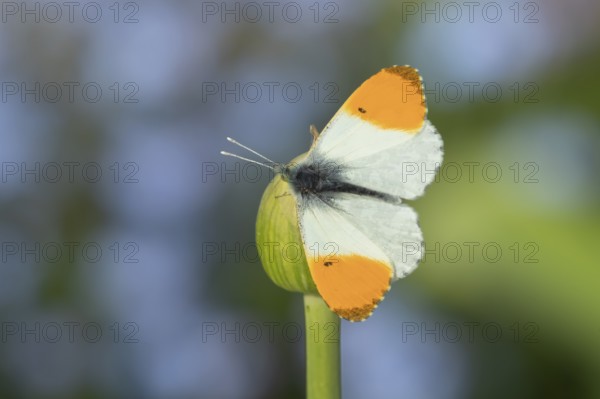 Orange tip butterfly (Anthocharis cardamines) adult insect resting on garden Allium flowers in spring, England, United Kingdom, Europe