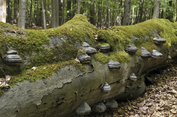 Tinder fungus, (Fomes fomentarius) tree fungus on a beech, (Fagus) deadwood in Reinhardswald, Hesse, Germany, Europe
