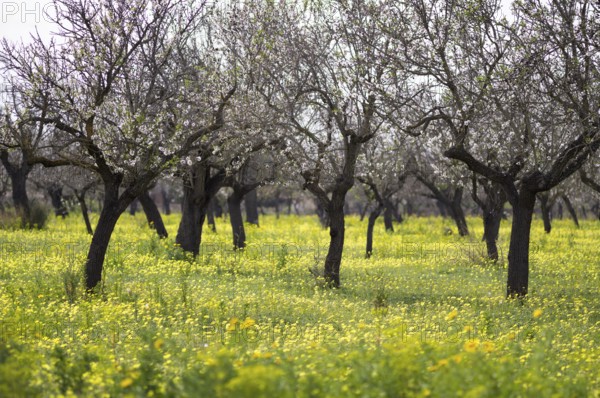Almond blossom, almond trees, plantation, Bermuda buttercup (Oxalis pes-caprae), also known as low wood sorrel, Santa Maria del Camí, Calvià, Majorca, Balearic Islands, Balearic Islands, Spain, Europe