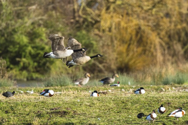 Canada Goose, Branta canadensis birds in flight over winter Marshes, Devon, England, United Kingdom, Europe