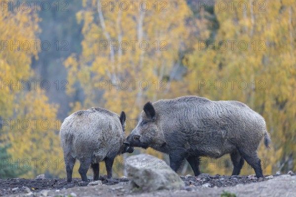 Two wild boar or wild pig (Sus scrofa), walking over an opening in early morning light, searching for food, with an autumnal colored forest in the background