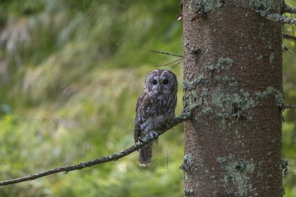One tawny owl or brown owl (Strix aluco) sitting on a twig of a tree in the bavarian forest. Green vegetation in the background
