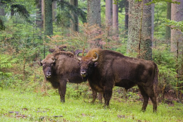 An adult male and female European bison (Bison bonasus) stand in a clearing in a dense forest