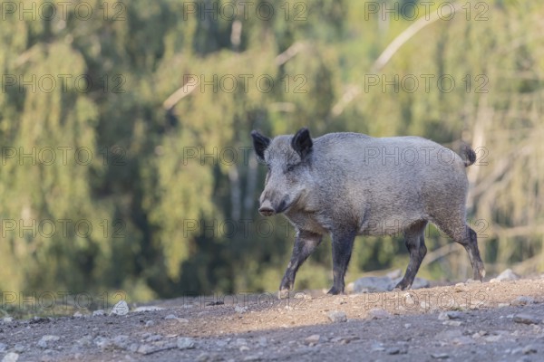 One adult wild boar or wild pig (Sus scrofa) walking over an opening with a green forest in the background