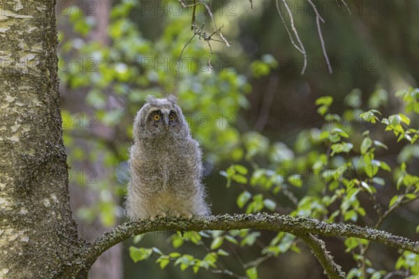 One young long-eared owl (Asio otus), sitting on a branch of a tree. Green vegetation in the background
