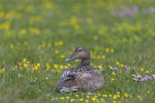 One female common eider, Somateria mollissima, resting on a flowering meadow at the coast of Illugastadir Seal watching point, Iceland, Europe