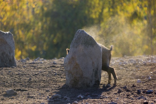 A wild boar or wild pig (Sus scrofa), scratches himself at a big stone. In the background you can see a forest in the fall foliage