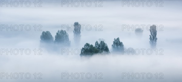 Morning fog, trees rising out of the fog, Unstruttal, Freyburg (Unstrut), Saxony-Anhalt, Germany, Europe