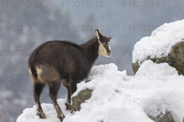One chamois (Rupicapra rupicapra) standing on snow covered rocks, with distant forest in the background