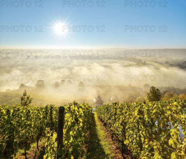 Vineyard with vineyard house in the morning light, view over landscape with morning fog in the Saale valley near Naumburg, sun shines from the blue sky, Naumburg, Burgenlandkreis, Saxony-Anhalt, Germany, Europe