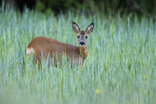 Roe deer (Capreolus capreolus), doe in a field of growing corn, looking alert, Hesse, Germany, Europe