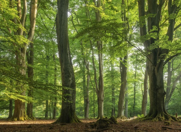 Huge old beech trees with moss-covered roots in a former hut forest, Reinhardswald, Sababurg primeval forest, Hesse, Germany, Europe