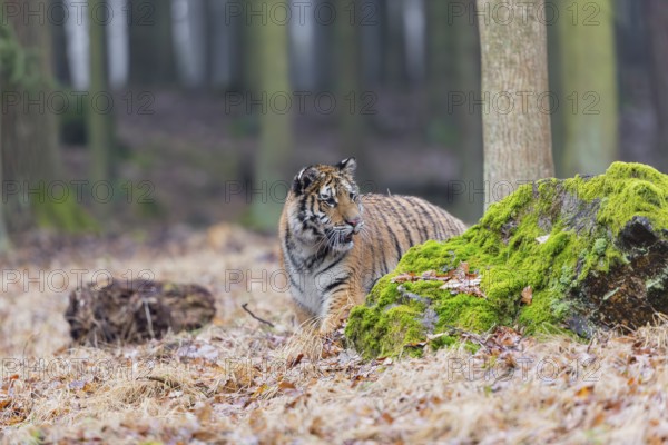 One young female Siberian Tiger, Panthera tigris altaica, running thru a forest